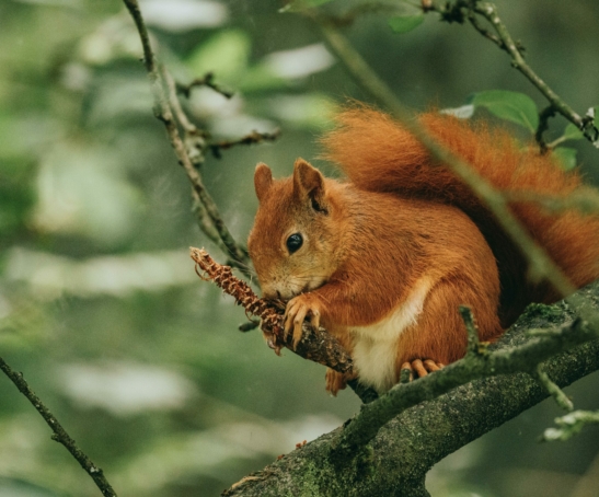 pexels-davidohboy-9542701(1)