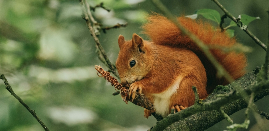 pexels-davidohboy-9542701(1)