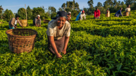 African women plucking tea leaves on plantation in western Kenya, Africa. In 2018, Kenya was the world's largest exporter and producer of black tea. Currently Kenya is ranked second after China in tea exports