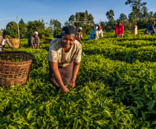 African women plucking tea leaves on plantation in western Kenya, Africa. In 2018, Kenya was the world's largest exporter and producer of black tea. Currently Kenya is ranked second after China in tea exports