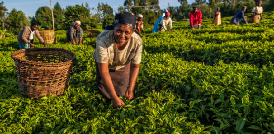 African women plucking tea leaves on plantation in western Kenya, Africa. In 2018, Kenya was the world's largest exporter and producer of black tea. Currently Kenya is ranked second after China in tea exports
