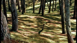 pexels-qhung999-25039587