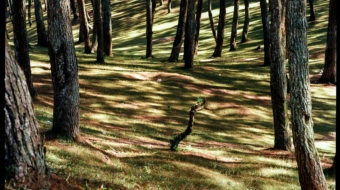 pexels-qhung999-25039587