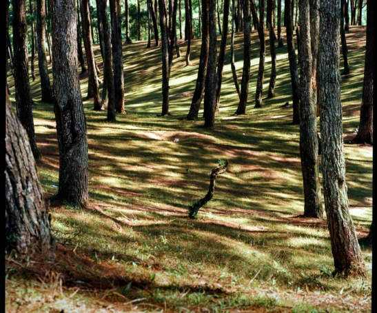 pexels-qhung999-25039587