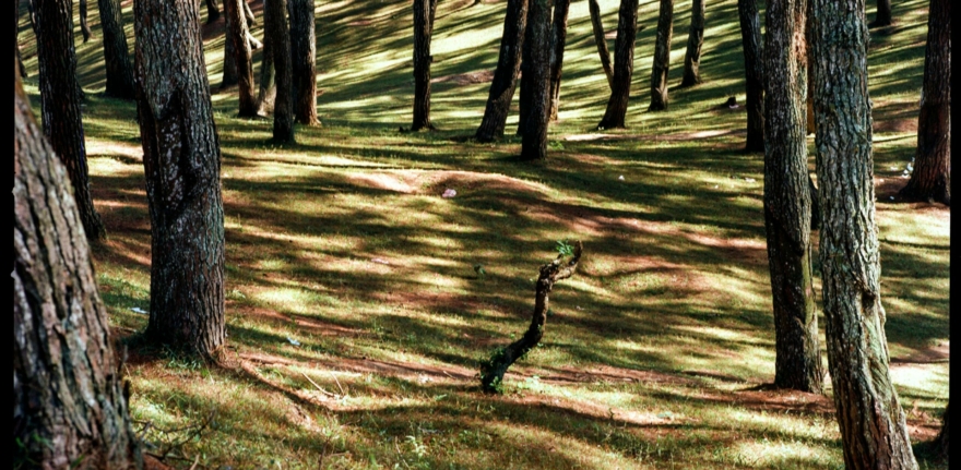 pexels-qhung999-25039587